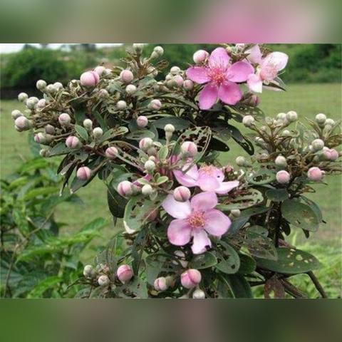 黄蜂咬了会有生命危险吗？全面解析与应对指南